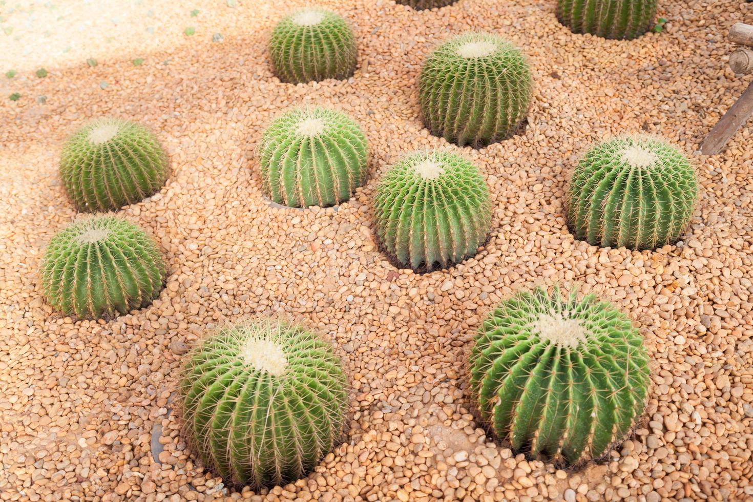 cactus en el parque foto