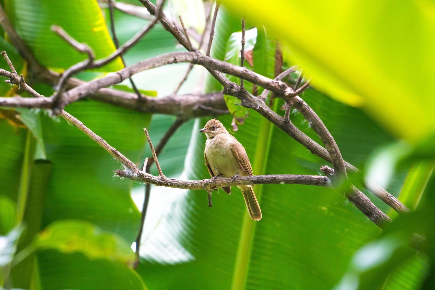 Small bird on a branch photo