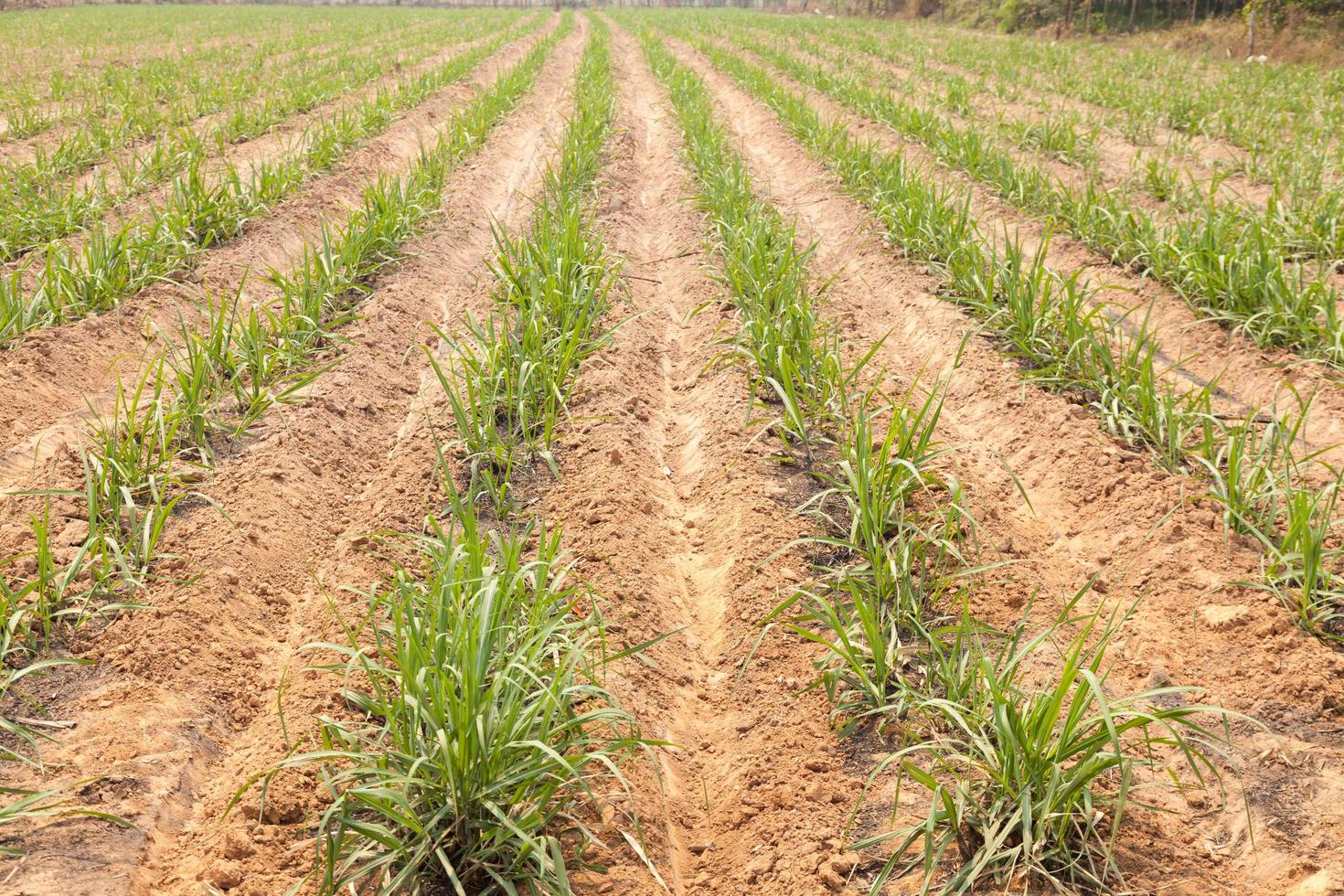 tierras agrícolas para el cultivo de la caña de azúcar foto