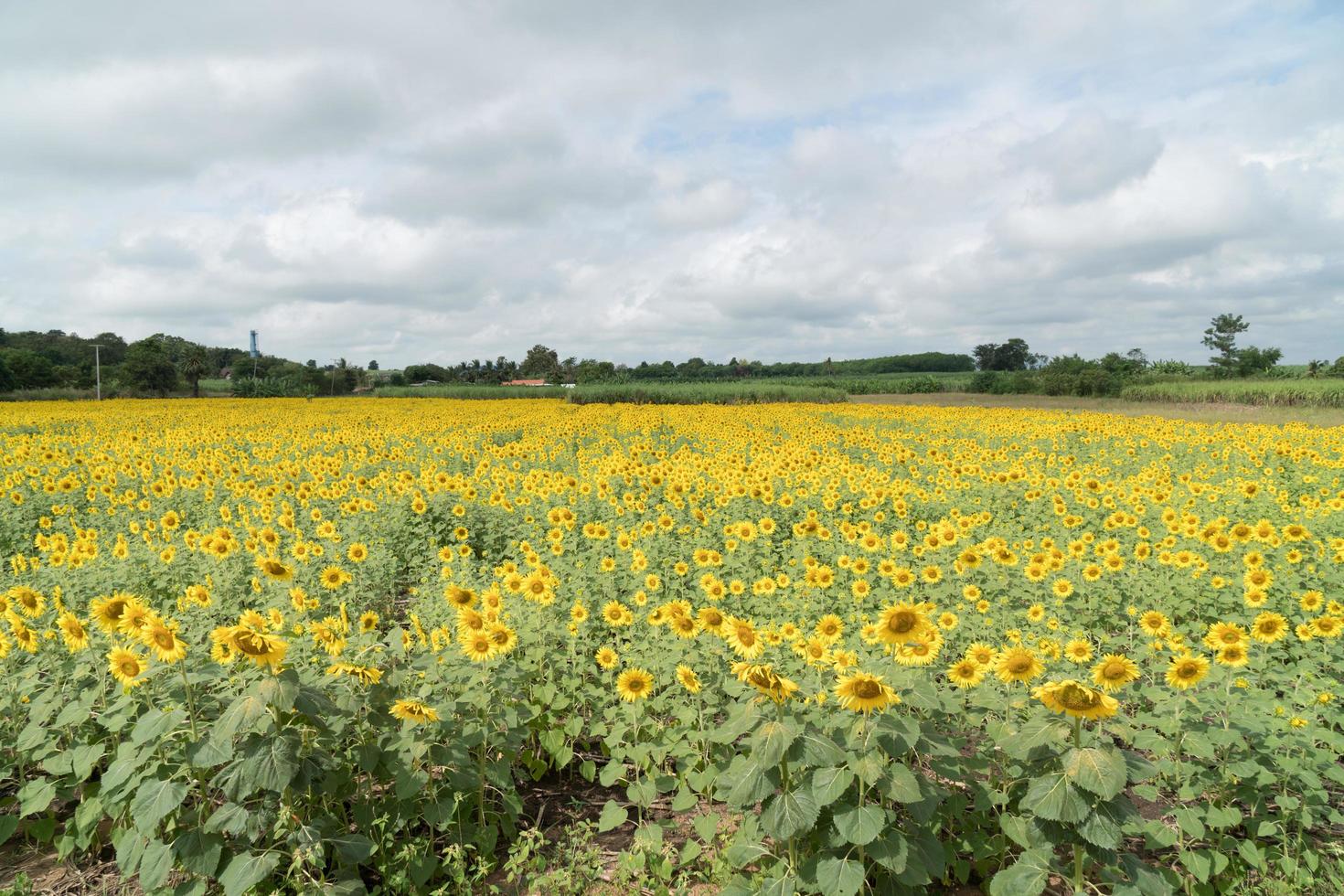 campo de girasoles en verano foto