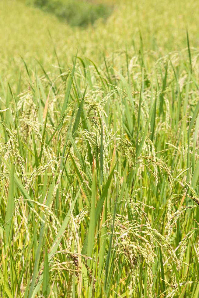 Rice paddy field photo