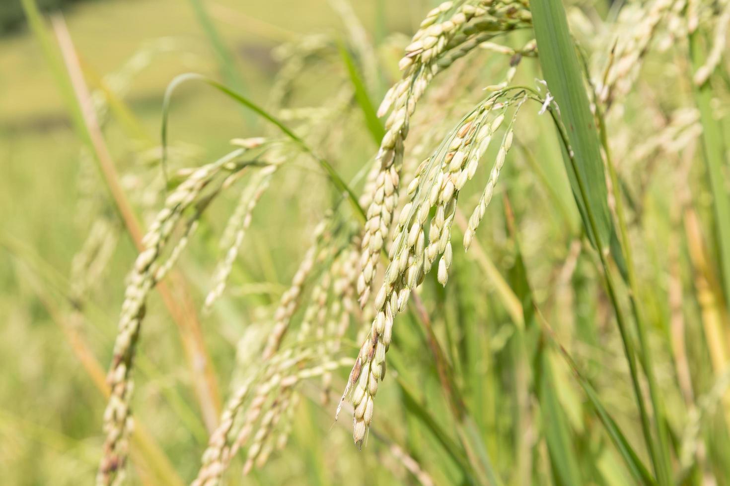 arroz en el campo foto