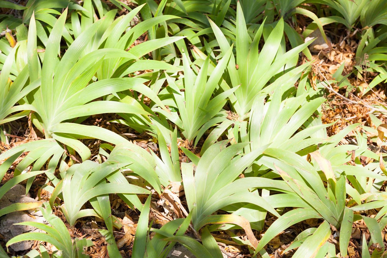 plantas en el parque foto