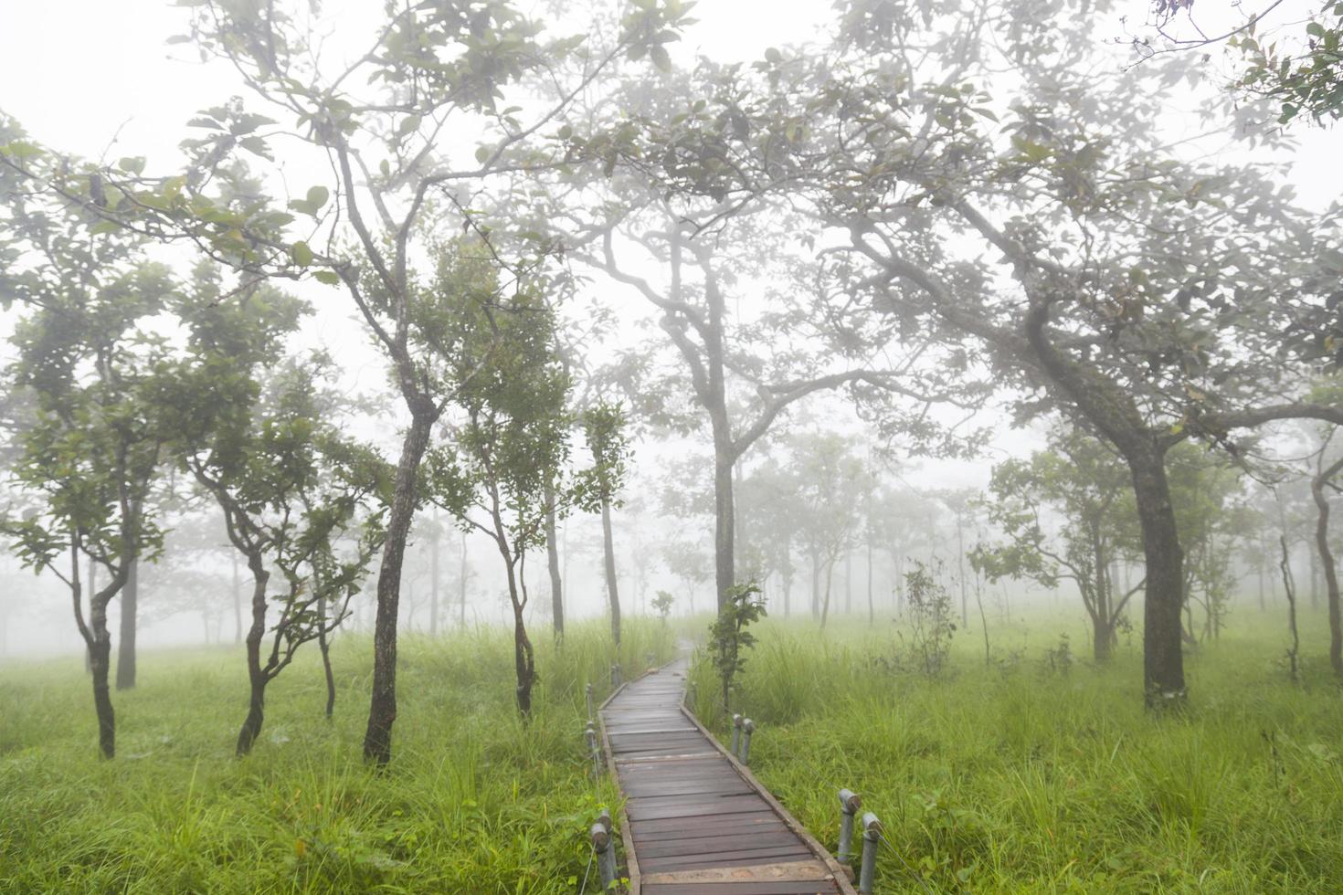 pasarela de madera en el bosque foto