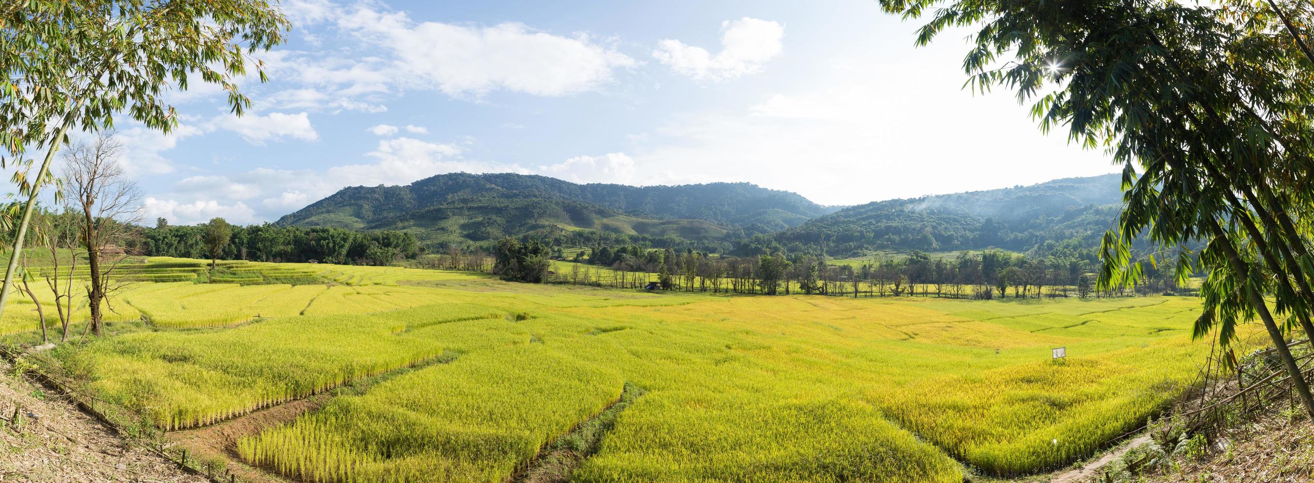 campo de arroz y montaña foto
