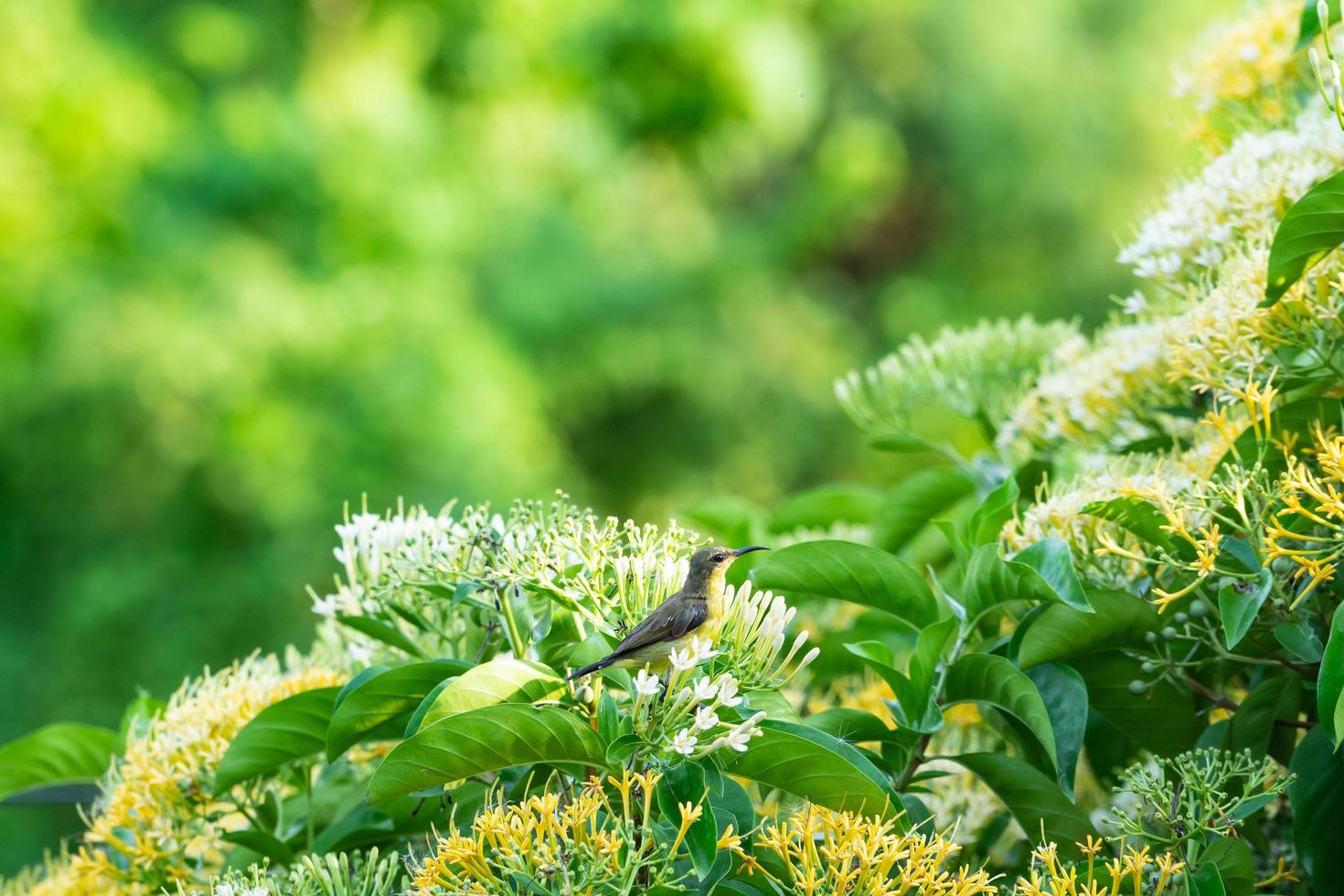 Small bird on the tree photo
