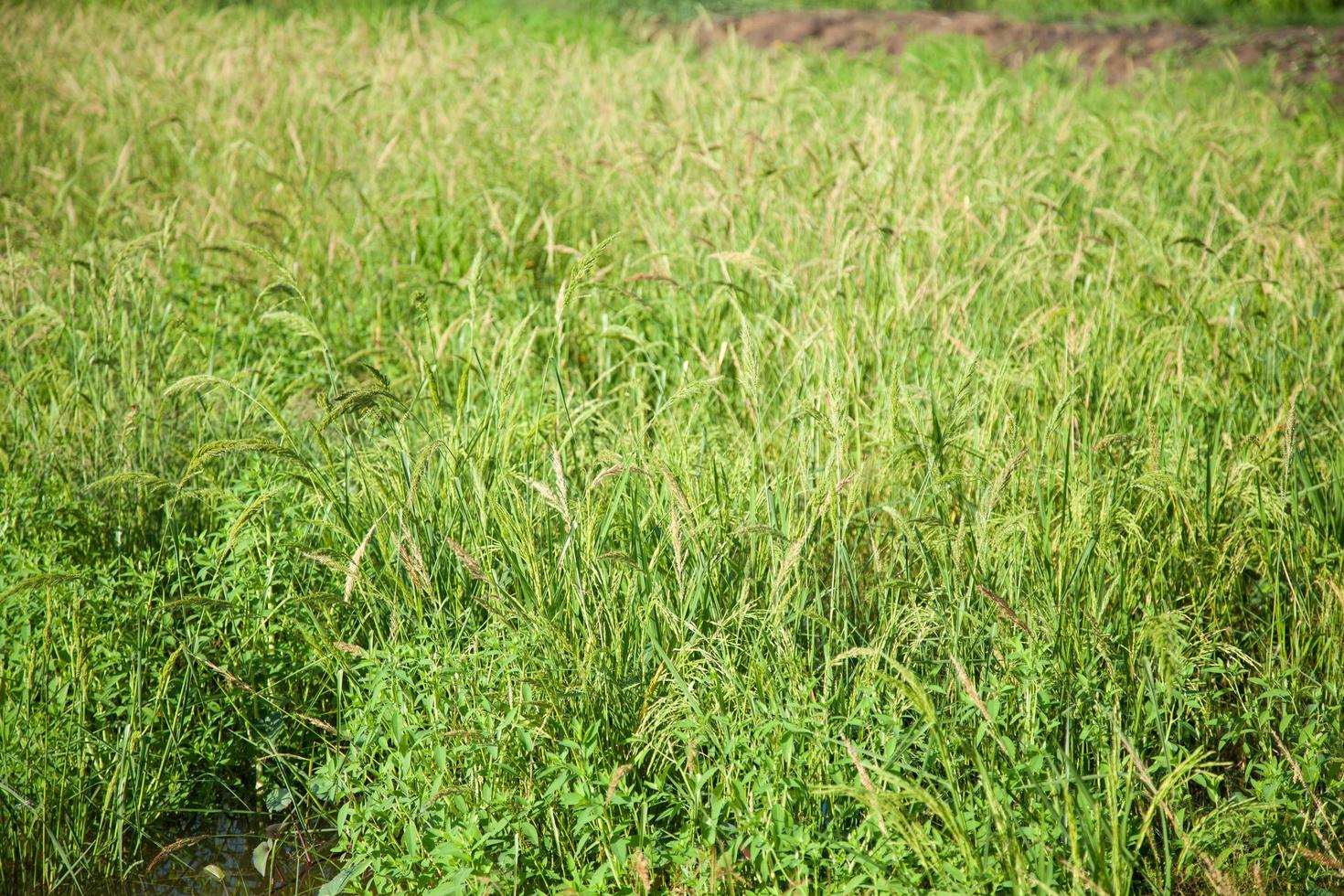 Grass on the field photo