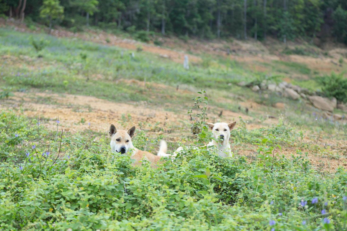 Dogs on a meadow photo