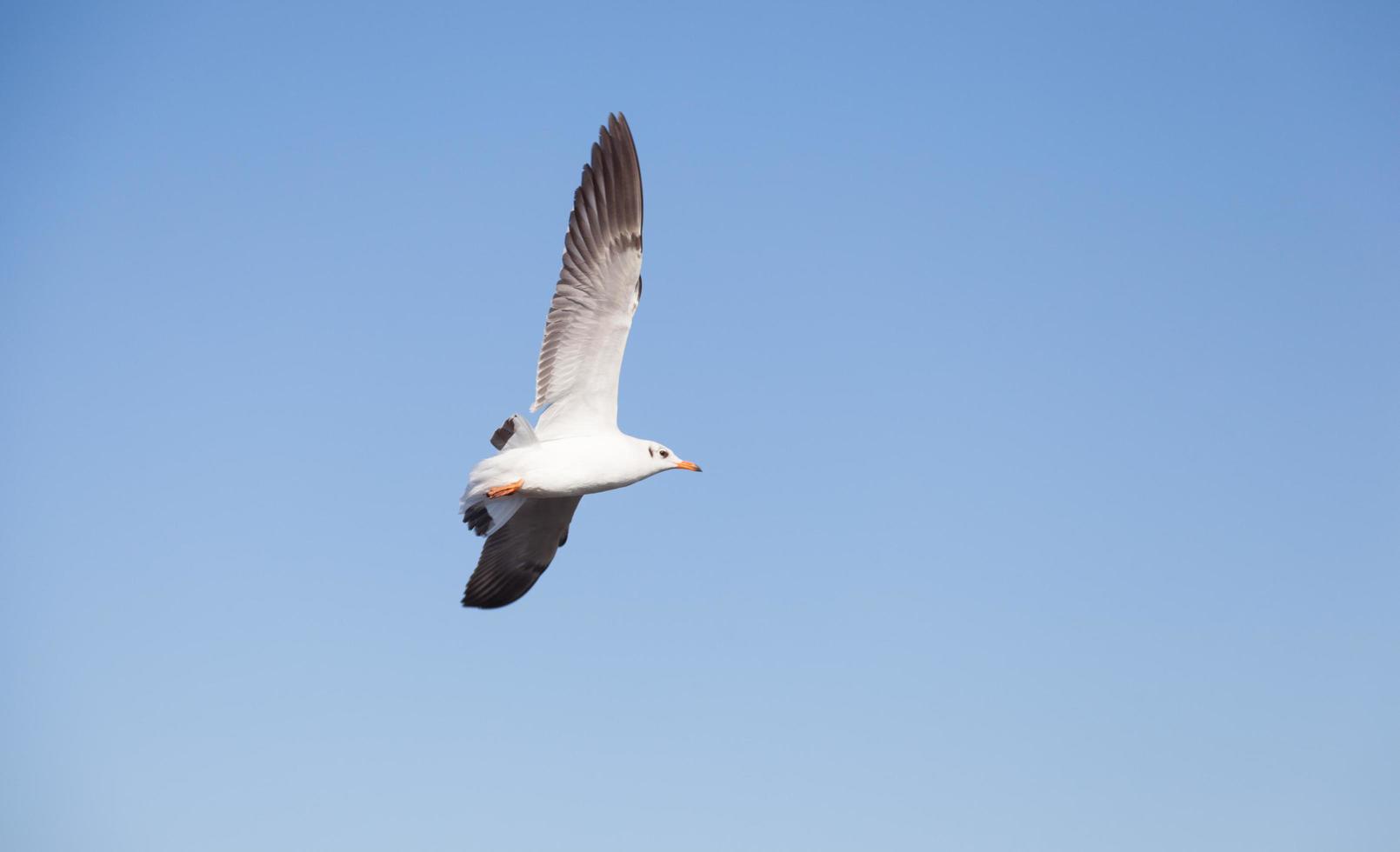 Seagull in the sky photo