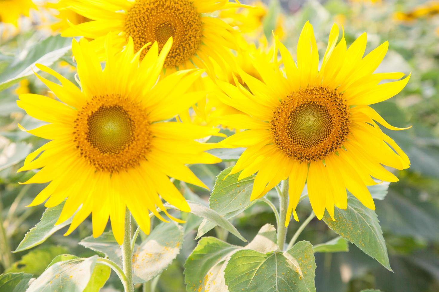 girasoles en el campo de girasoles foto