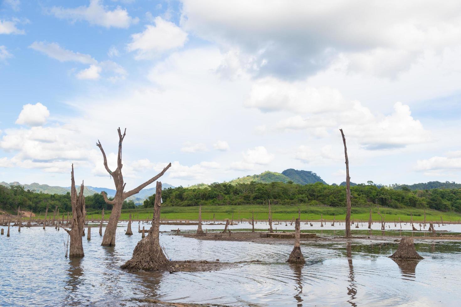 Dead trees in the water photo