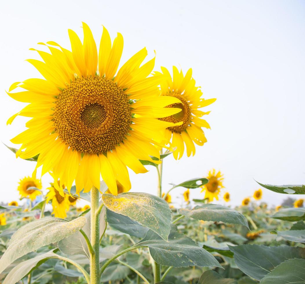 Sunflower on the sunflower field photo