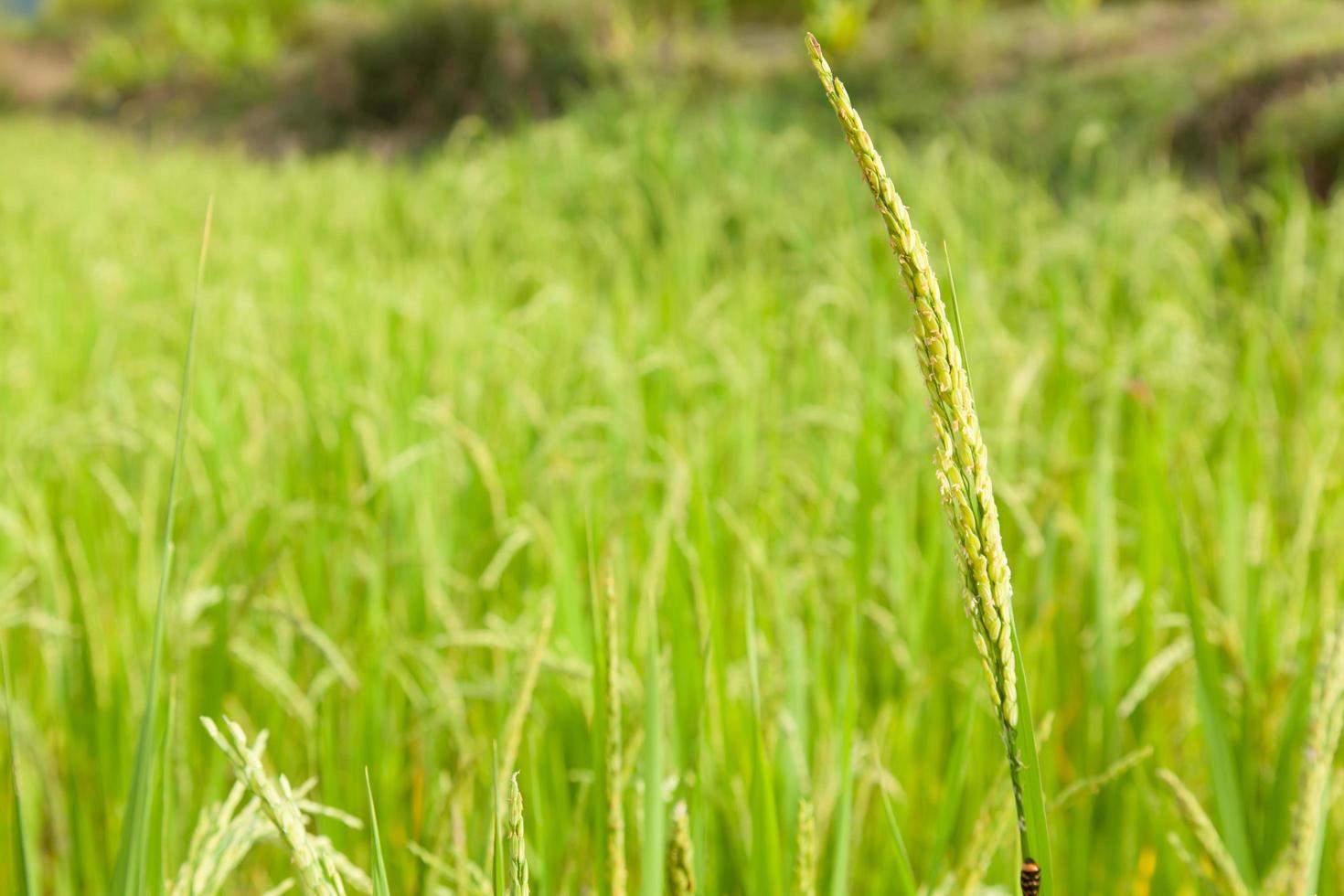 Rice on the rice field photo