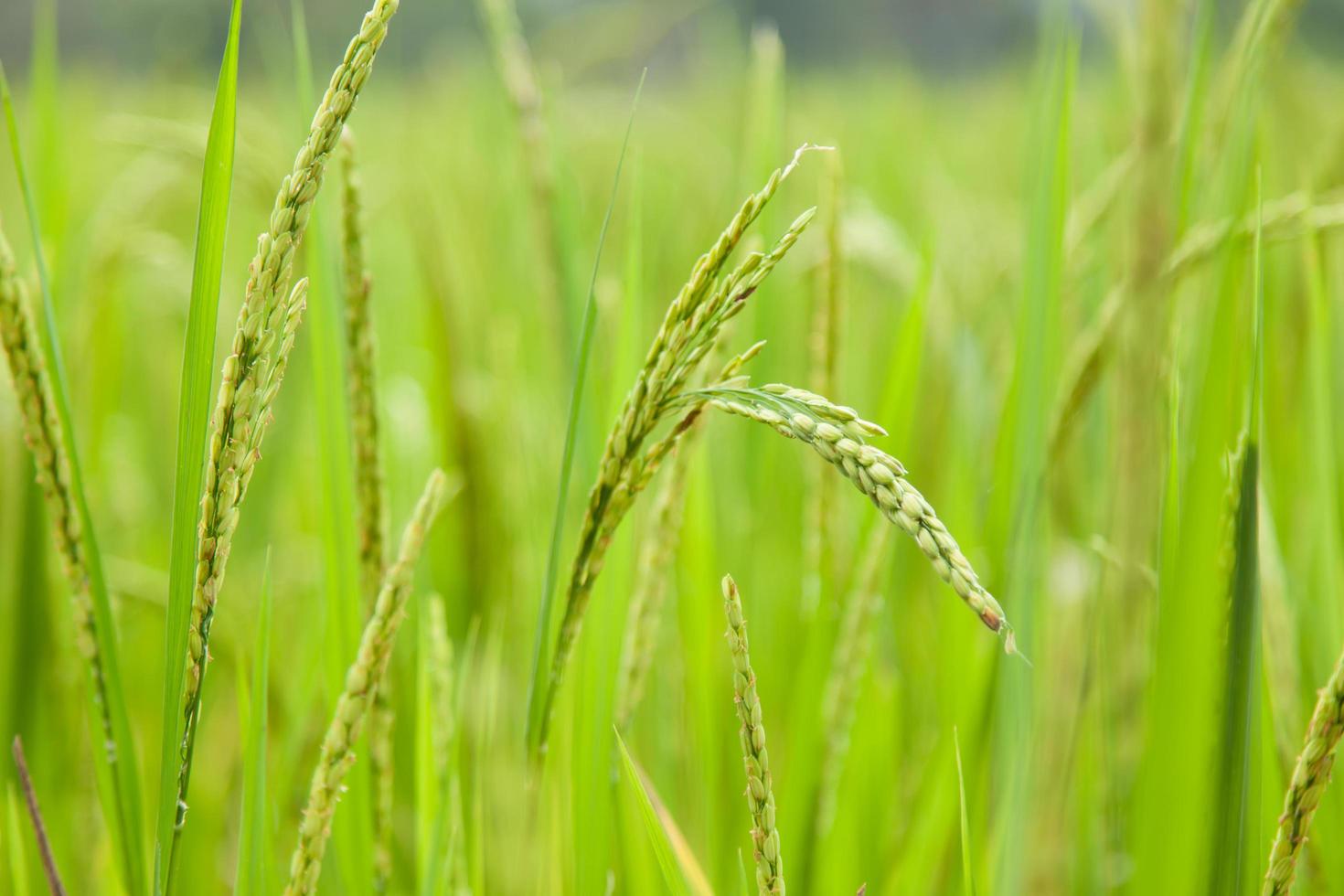 arroz en el campo de arroz foto