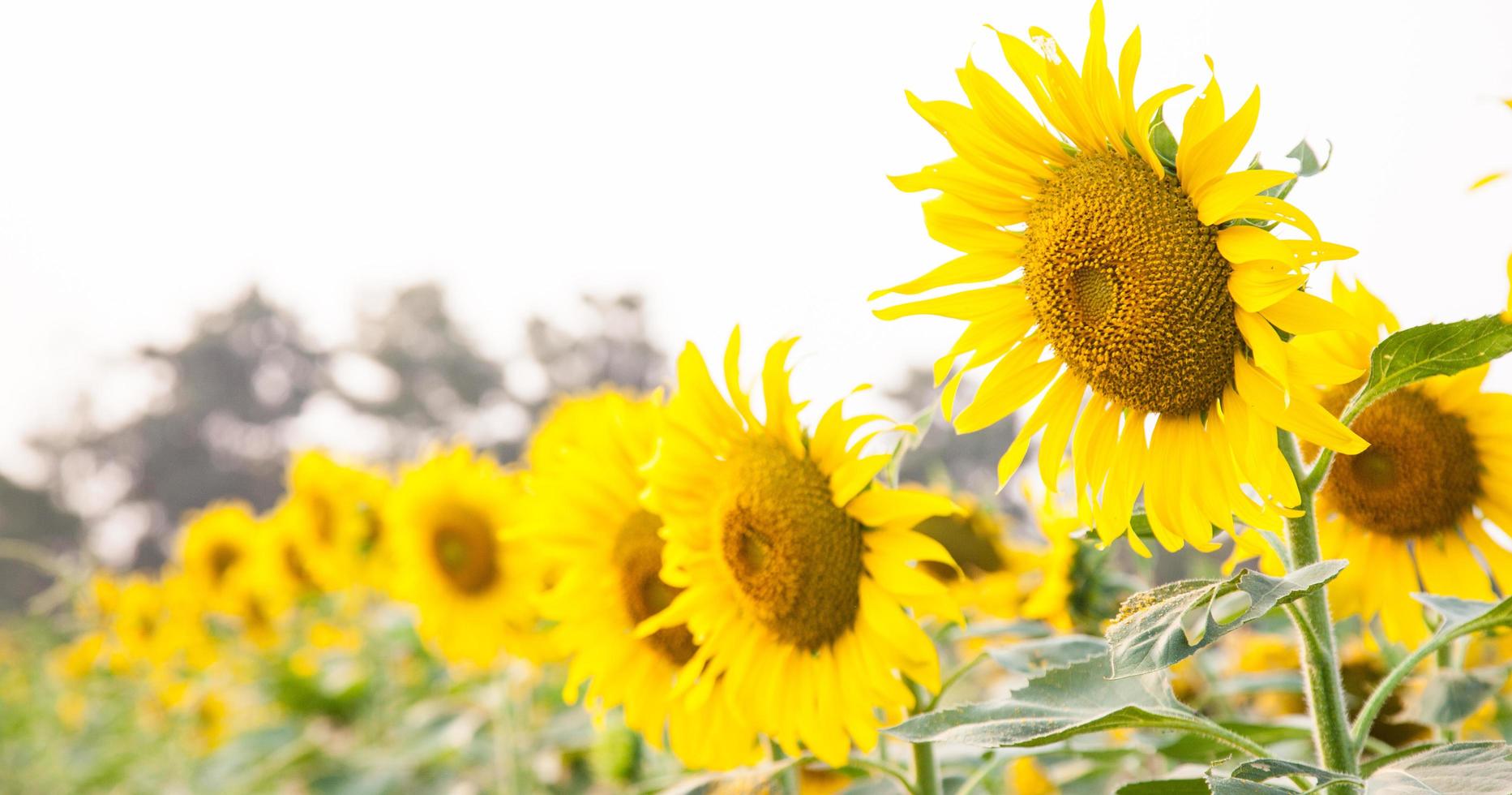 girasol en el campo de girasoles foto