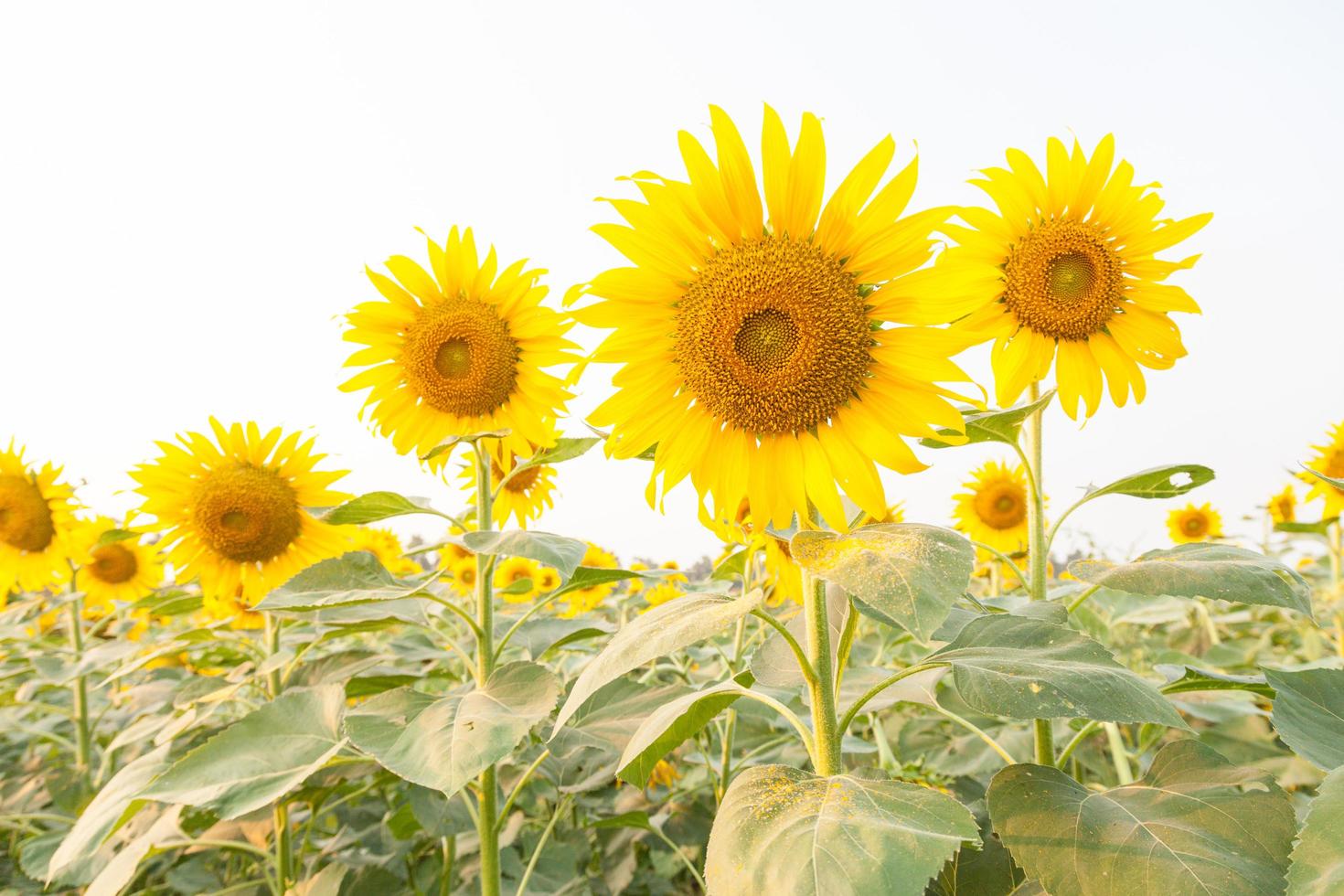 Sunflower on the sunflower field photo