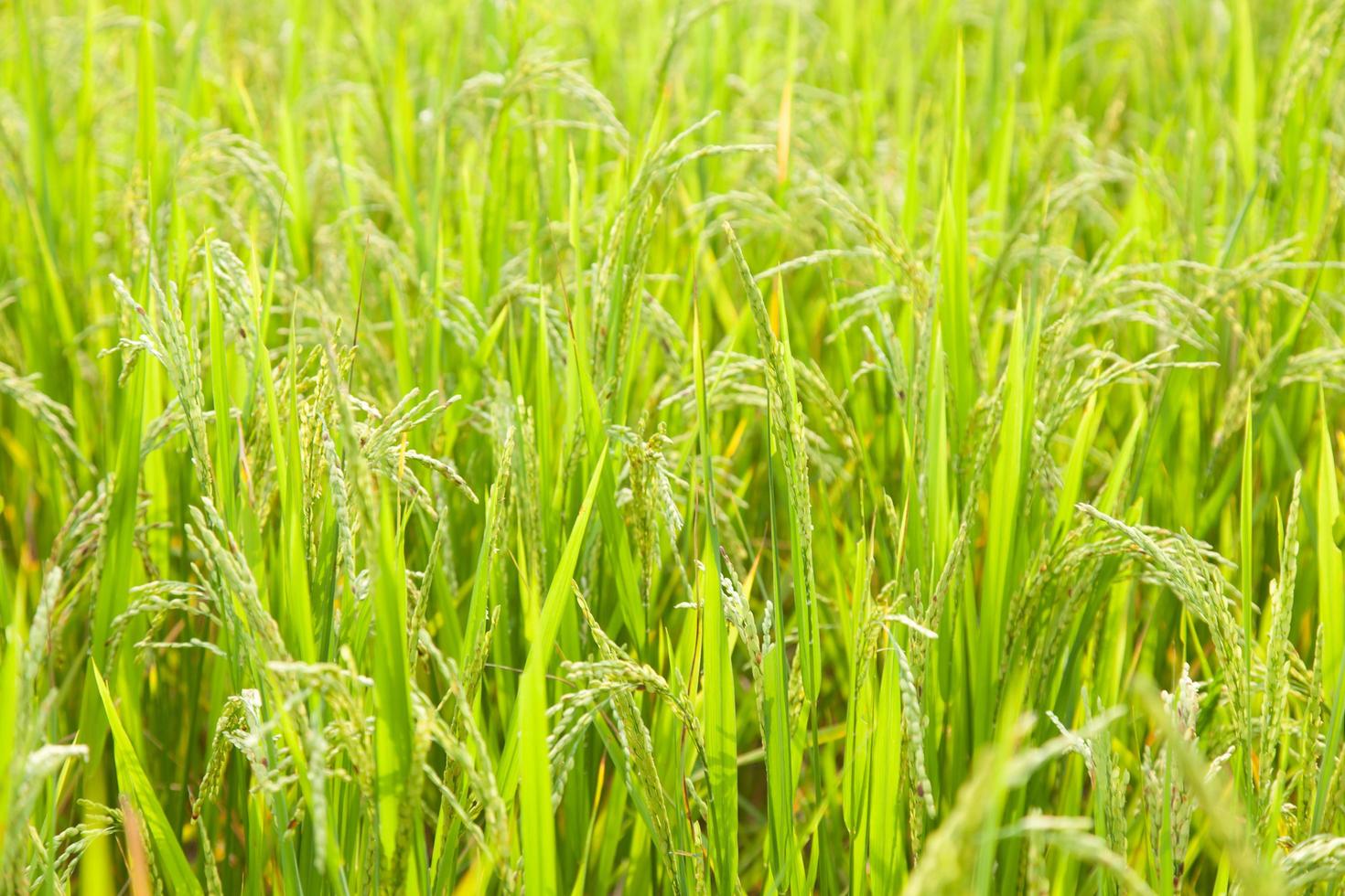 arroz en el campo de arroz foto