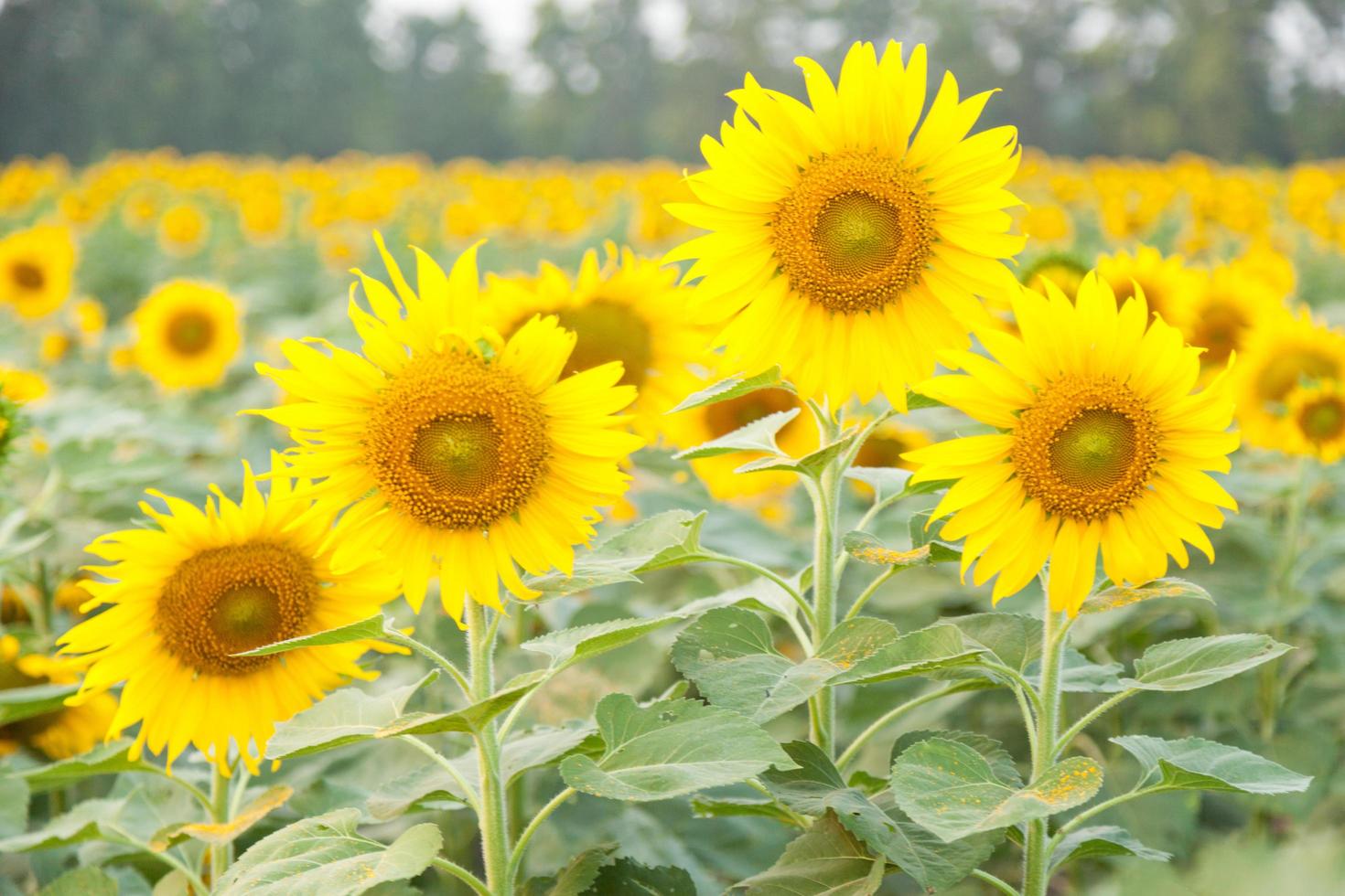 girasoles en el campo de girasoles foto