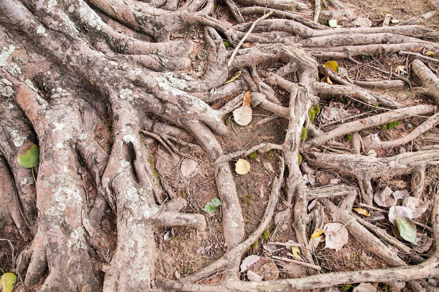 raíces de un árbol viejo en el parque foto