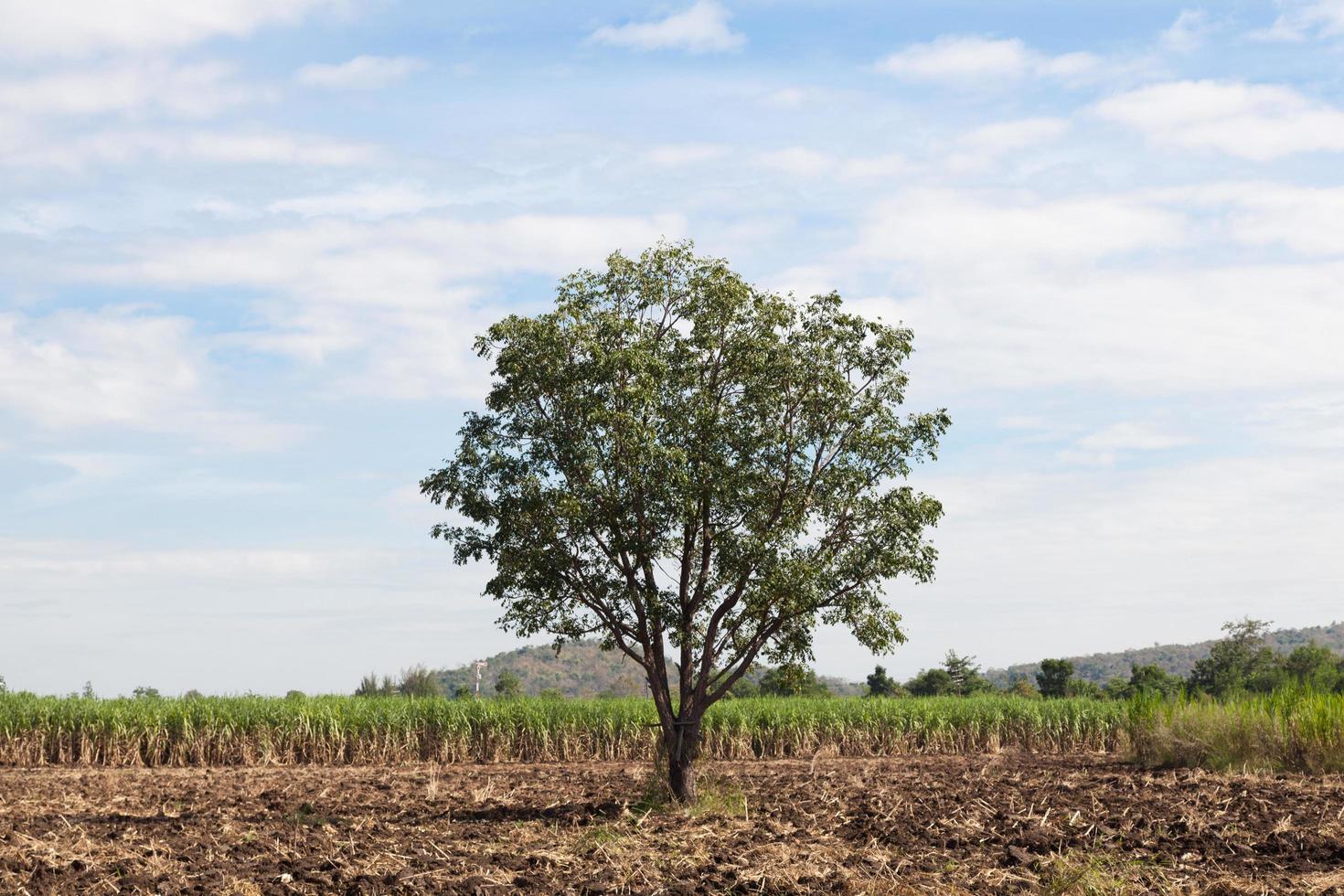 árbol en el campo de caña foto