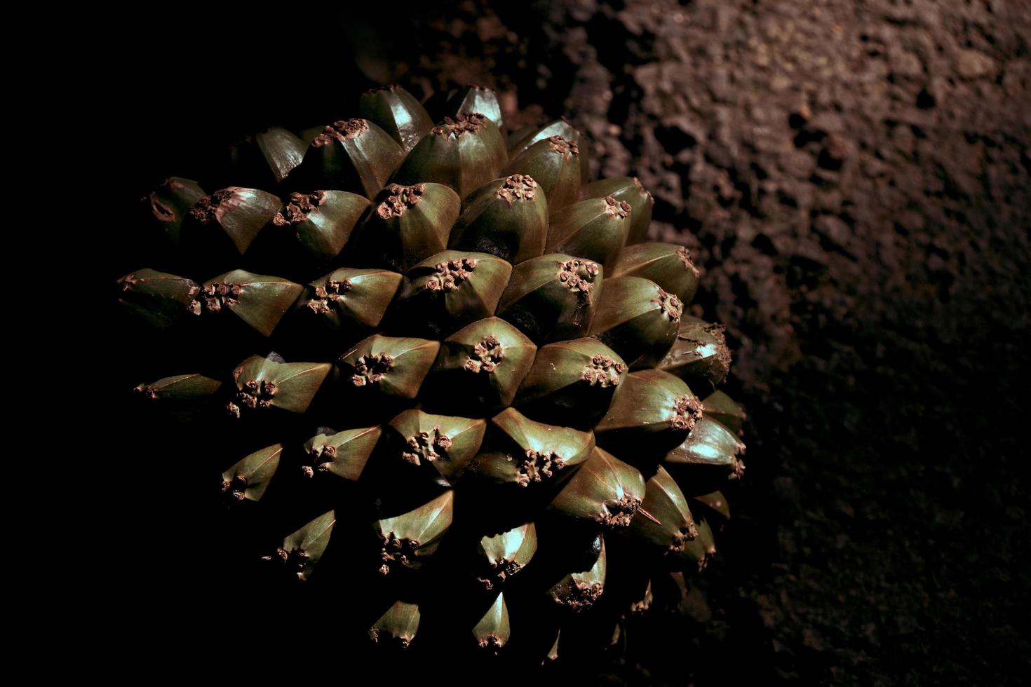 fruto de pandanus utilis foto