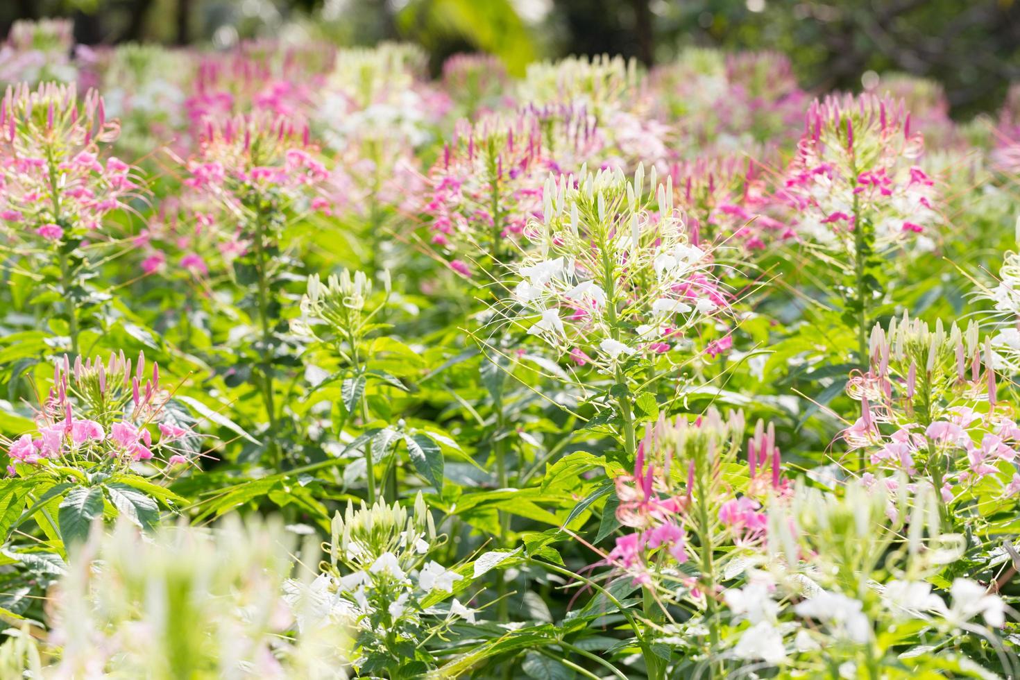 flores en el jardin foto