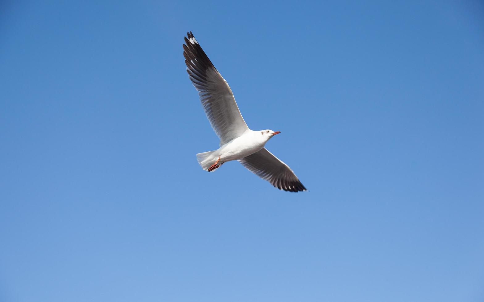 Seagull in the sky photo