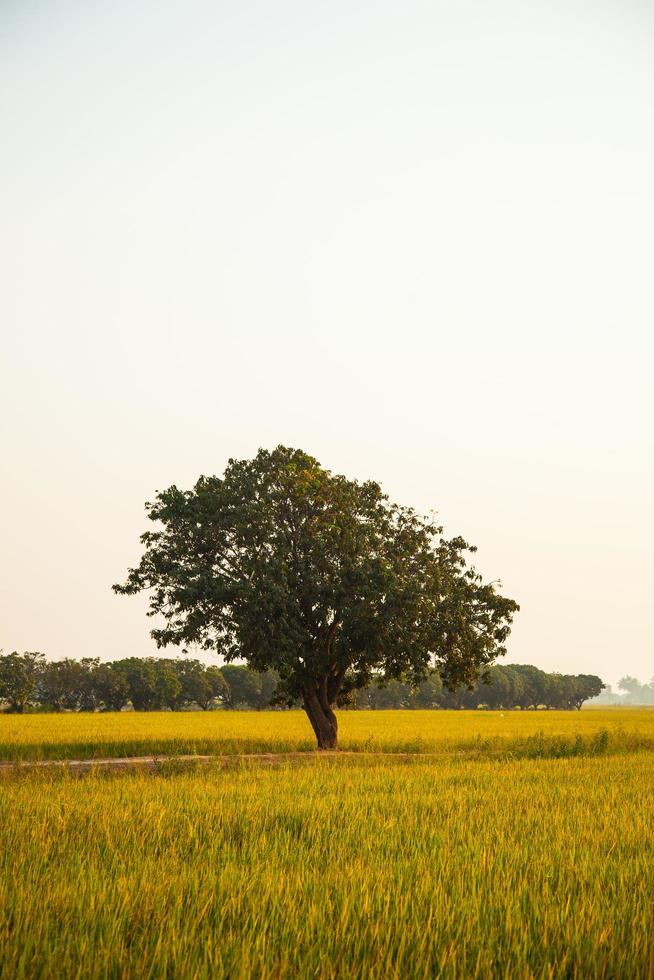 Tree on the rice field photo