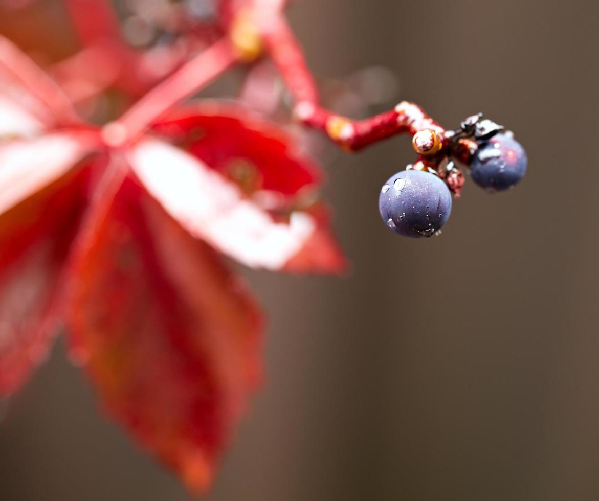 Blue berries on tree photo