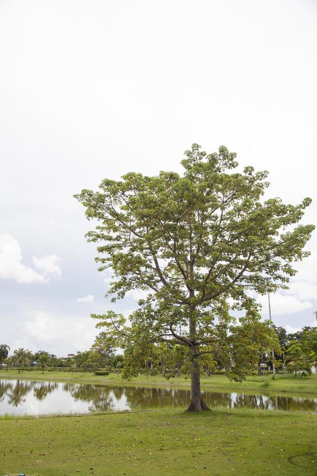 Tree on the lawn photo