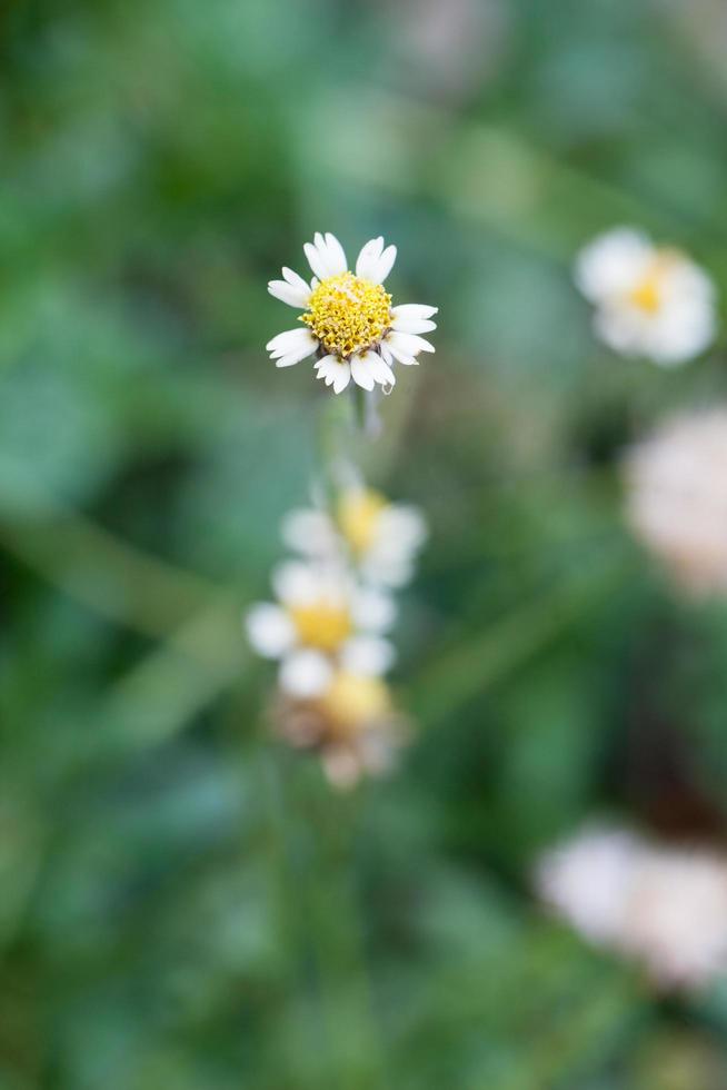 pequeña flor blanca foto