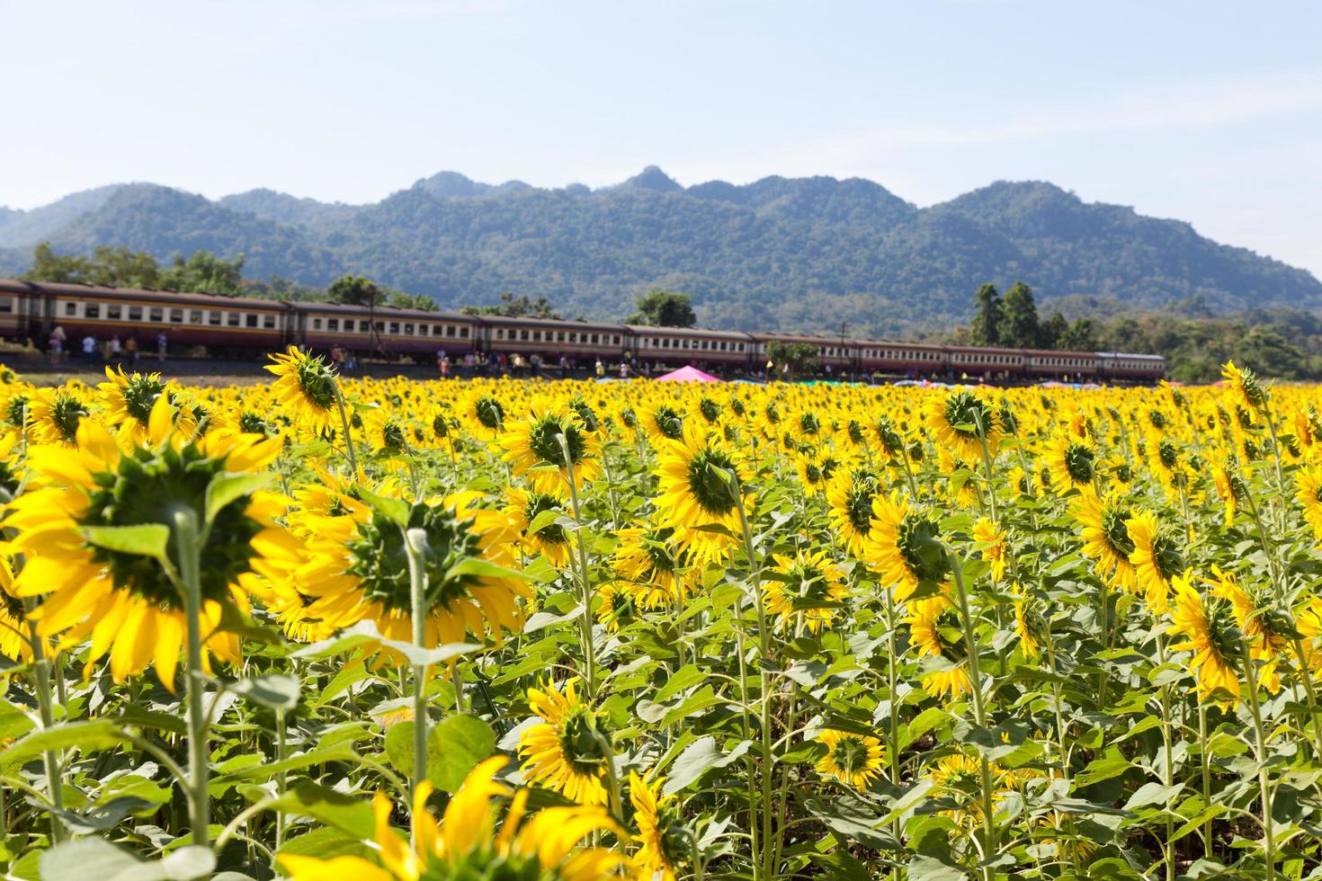 Sunflower field with a train photo