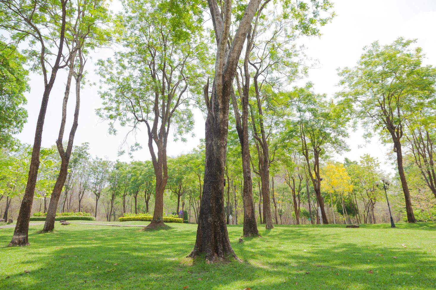 árboles en el parque en tailandia foto