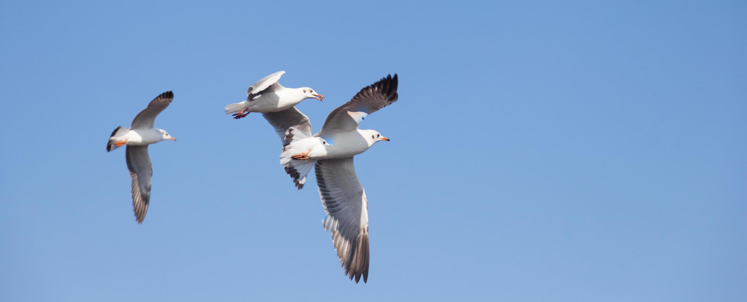 gaviotas en el cielo foto