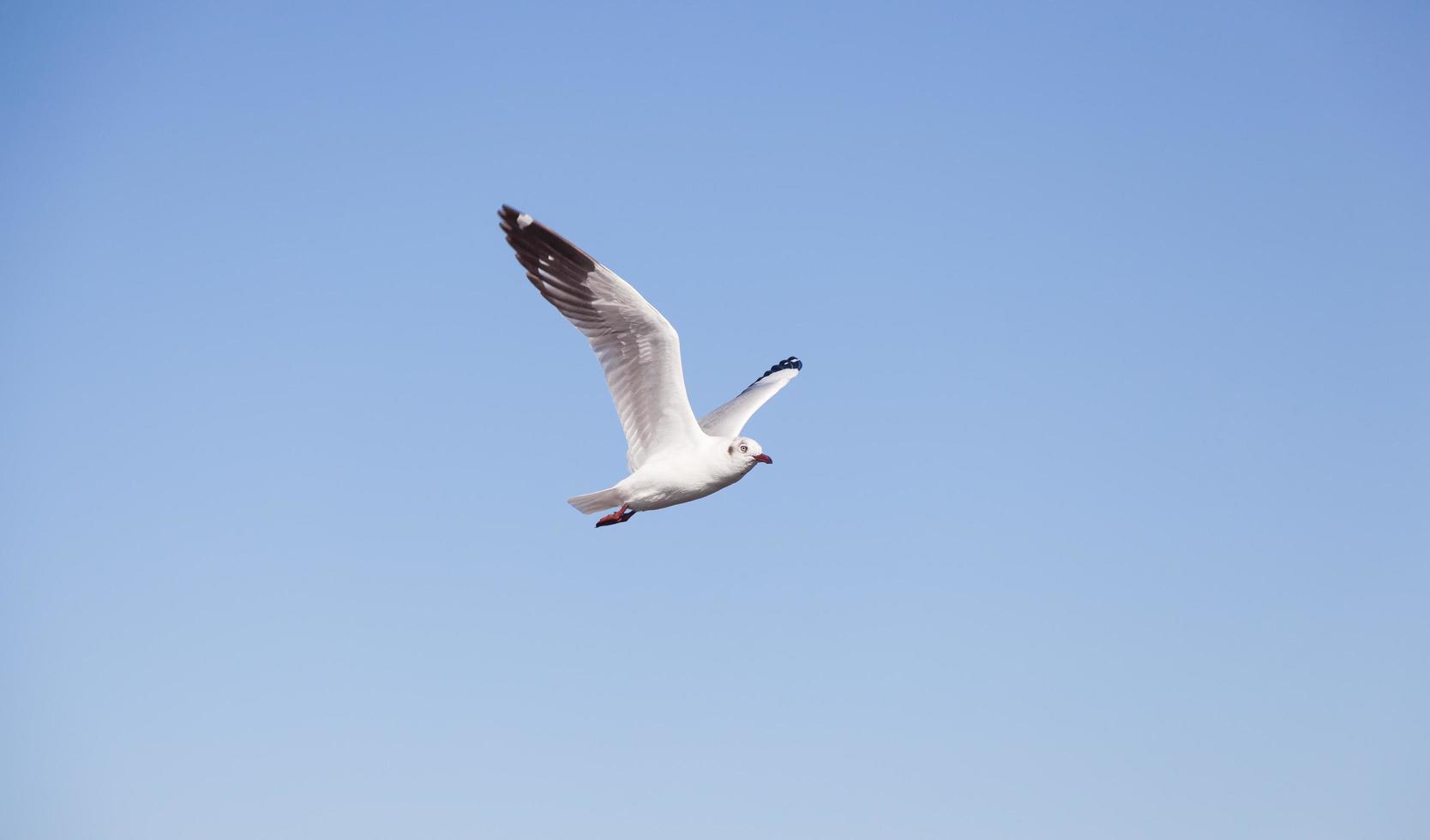 Seagull in the sky photo