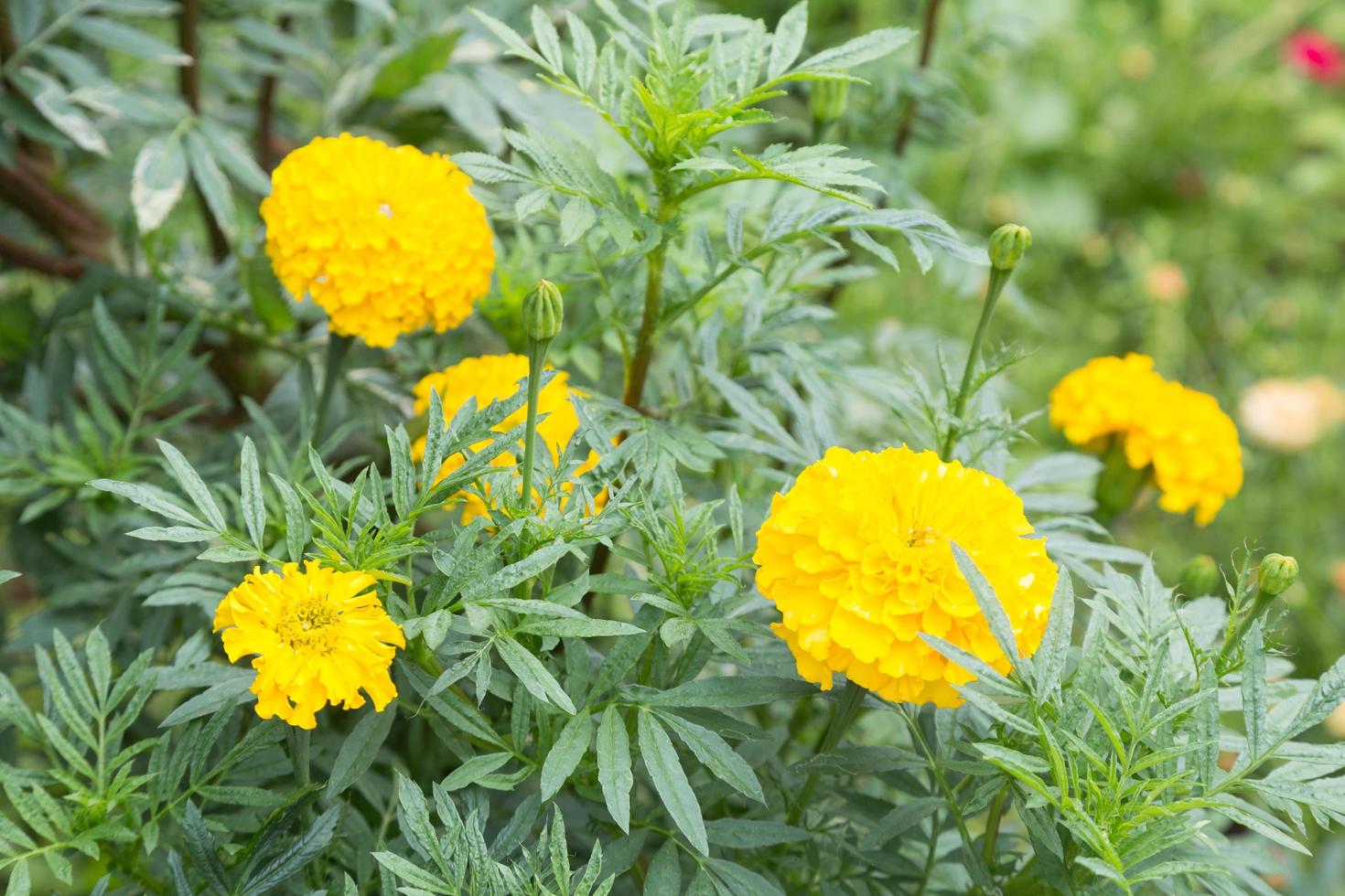 Yellow marigold flowers photo