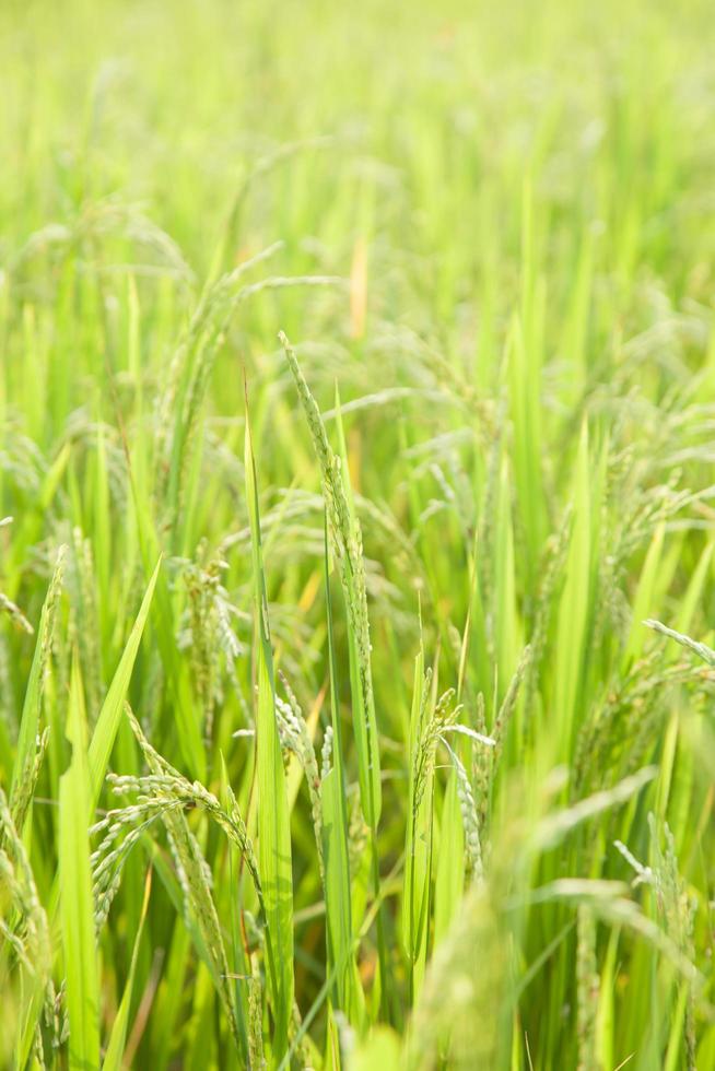 arroz en el campo de arroz foto