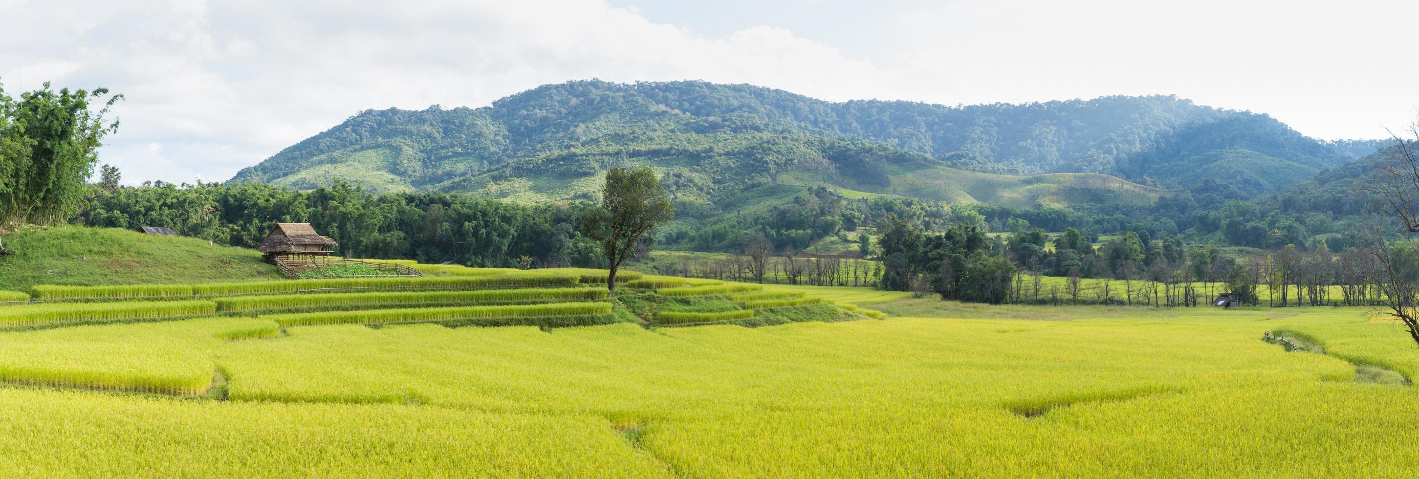 campo de arroz y montaña foto