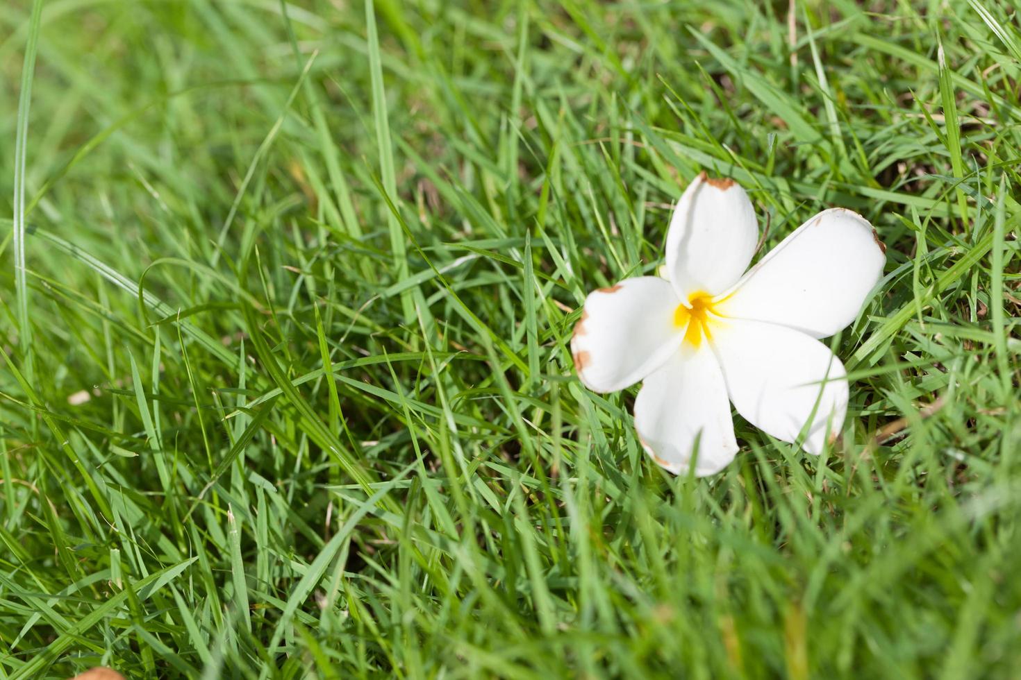 flor blanca en la hierba foto