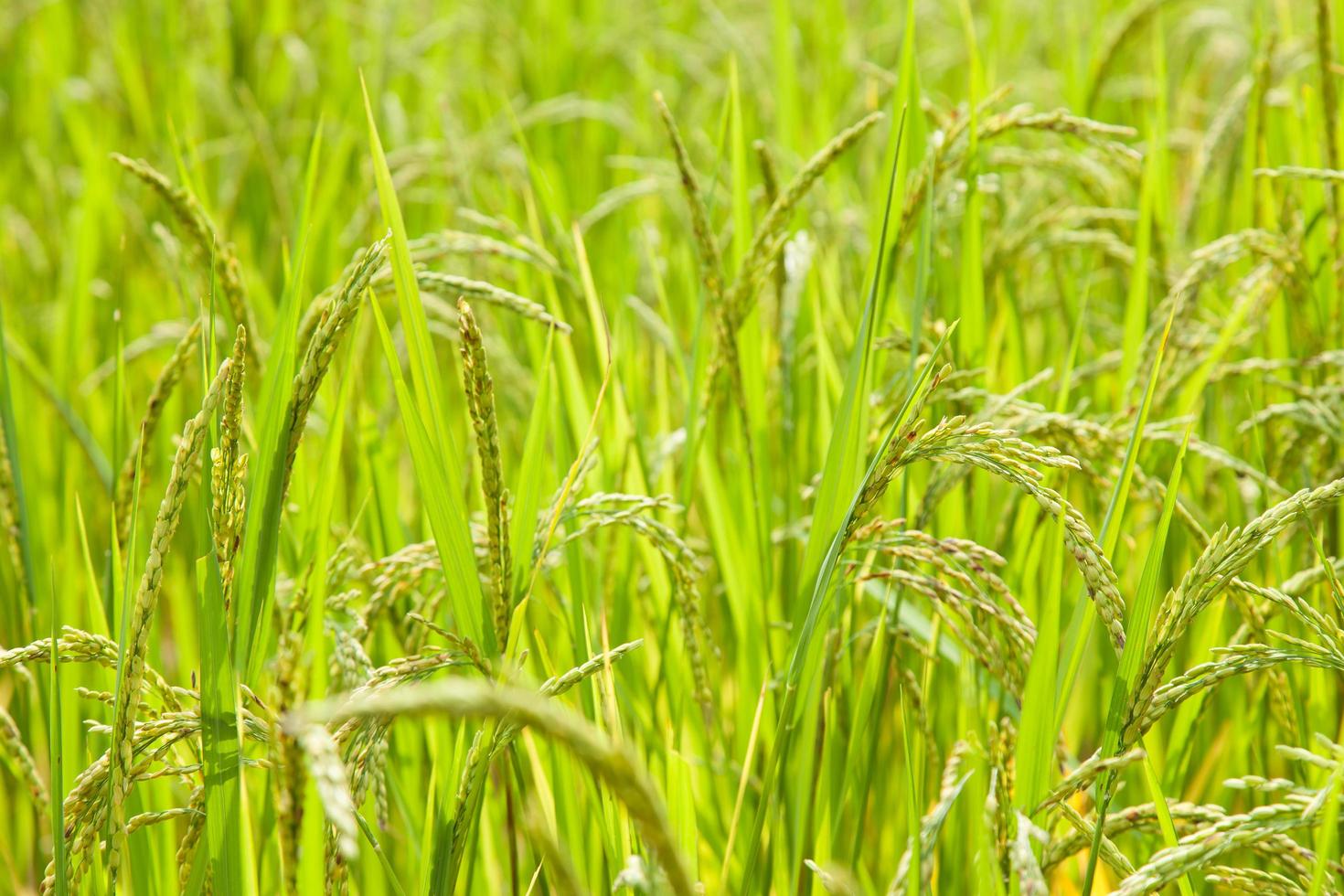 Rice on the rice field photo