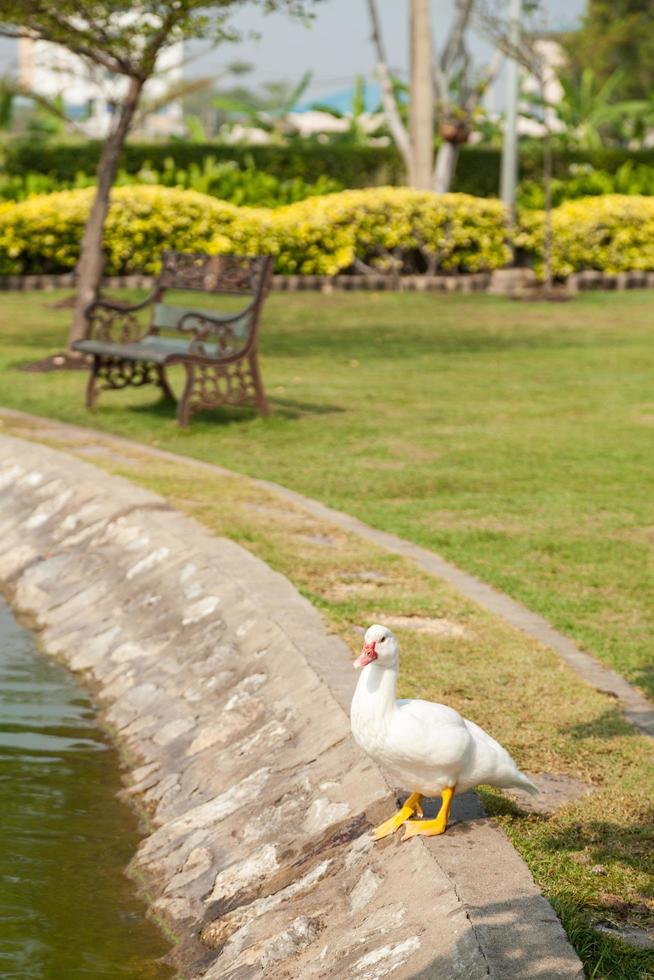 White ducks in the park photo