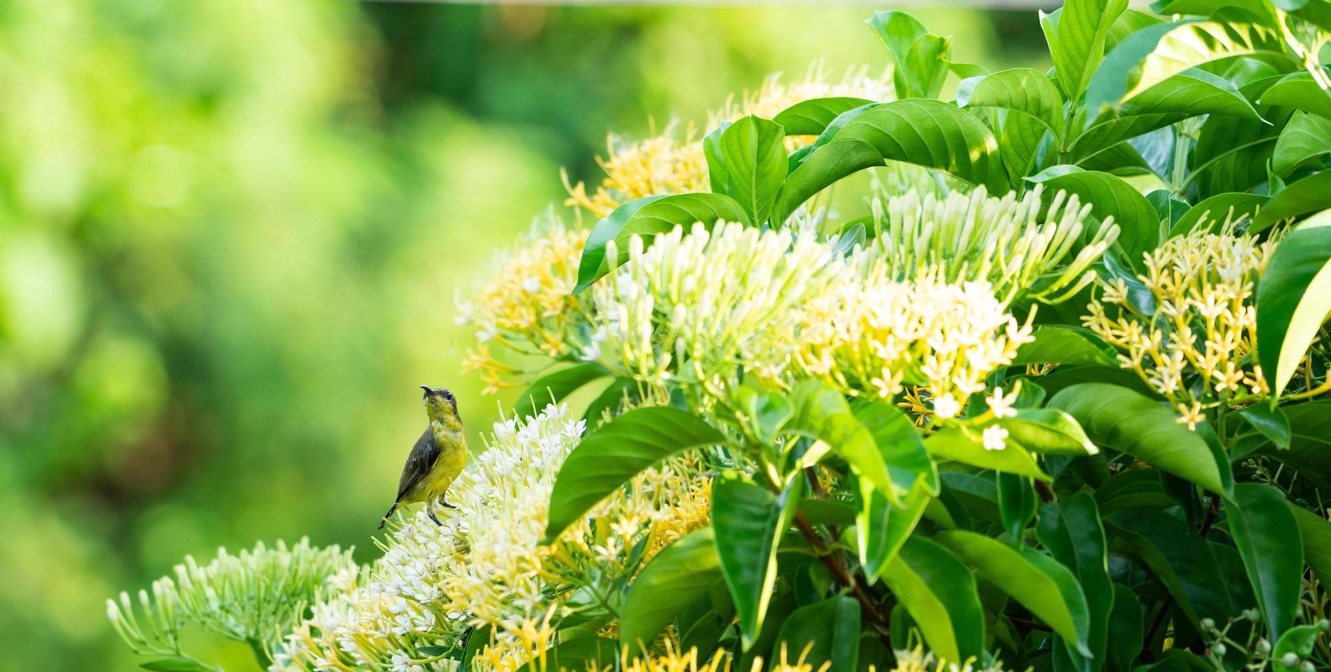 Small bird on the tree photo