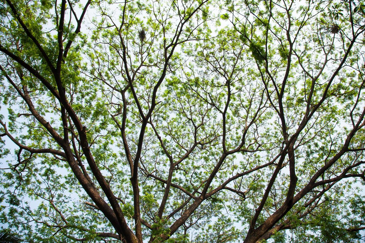 Branches of a large tree photo