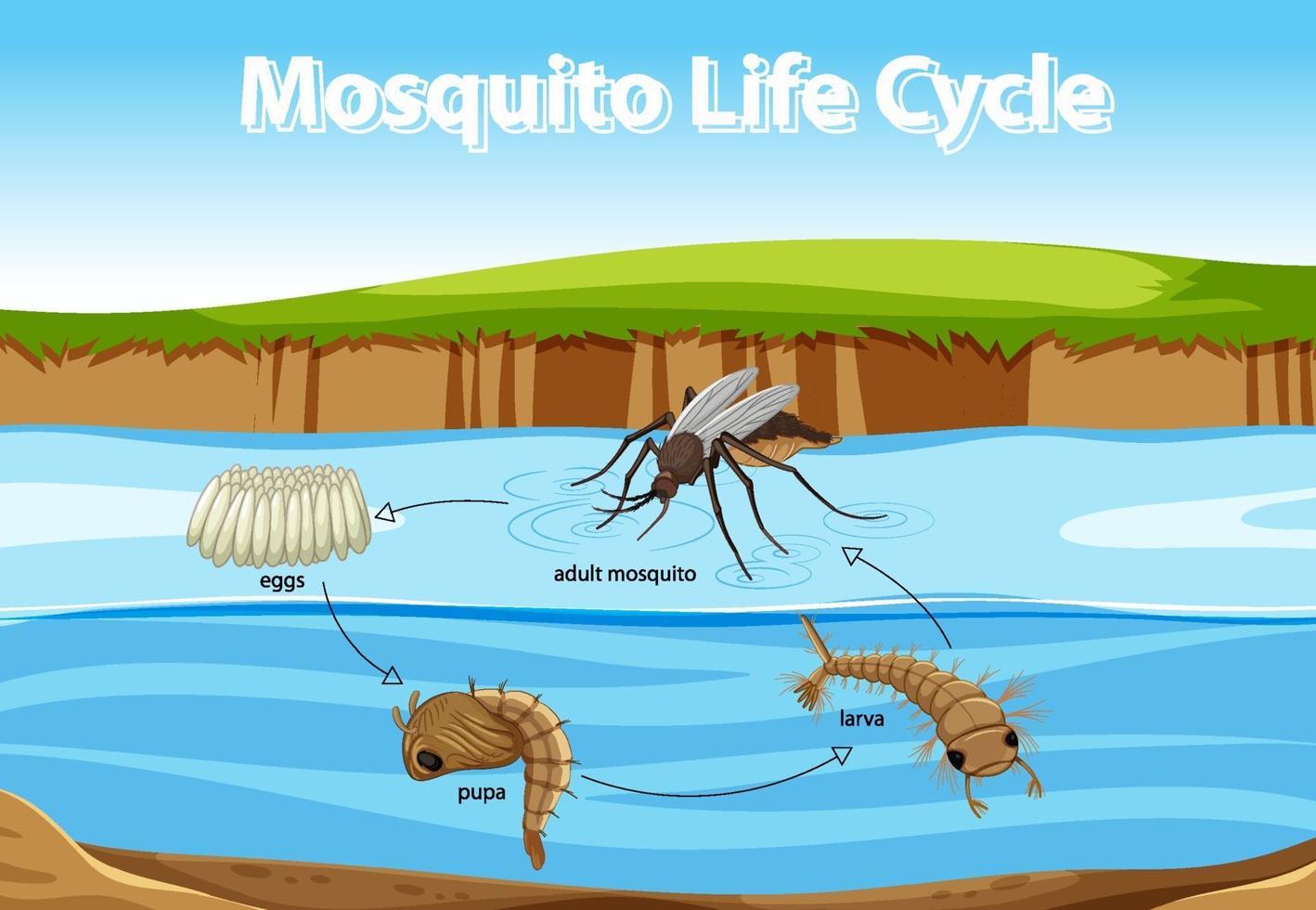 Diagram showing mosquito life cycle vector