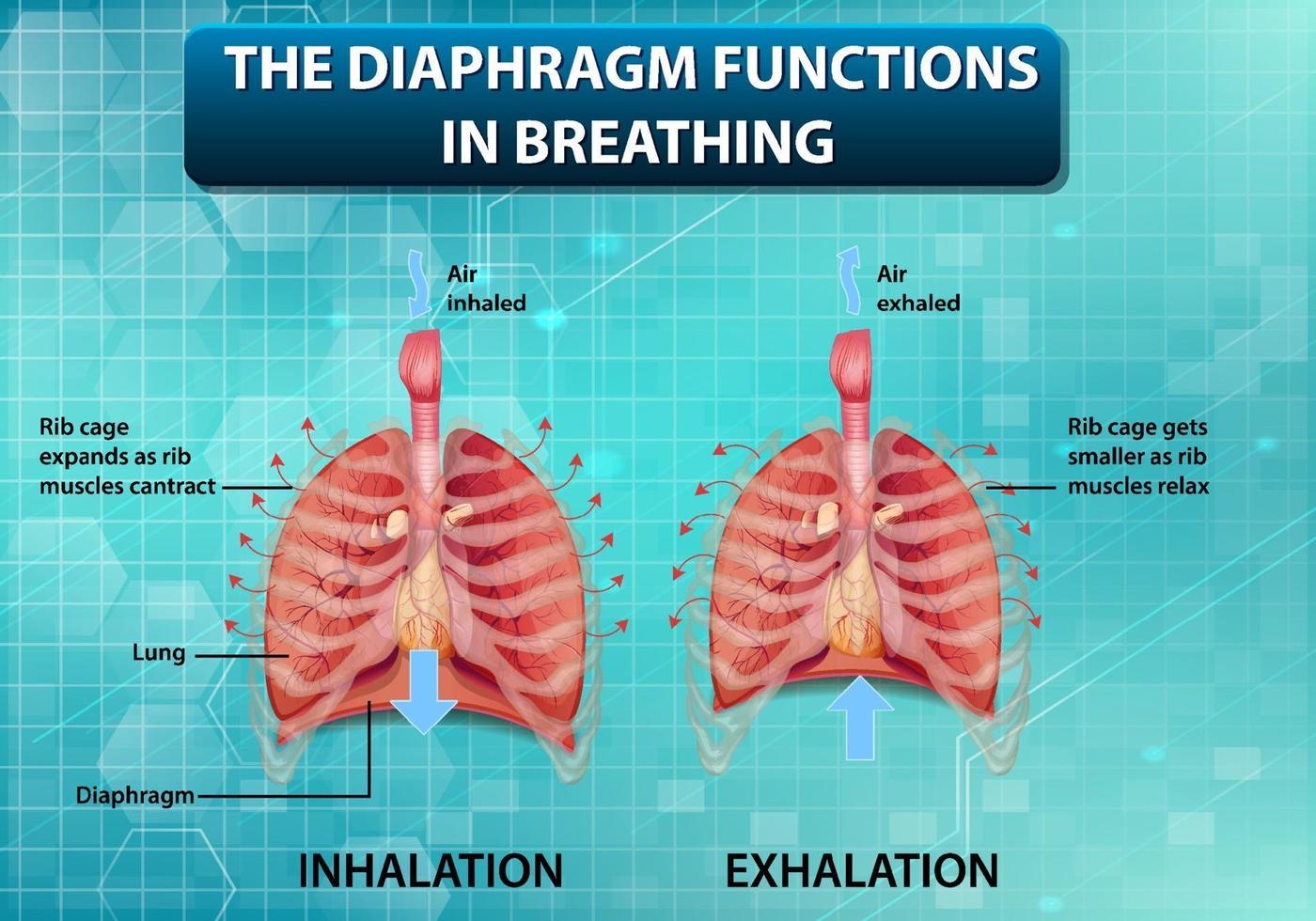 The diaphragm functions in breathing vector