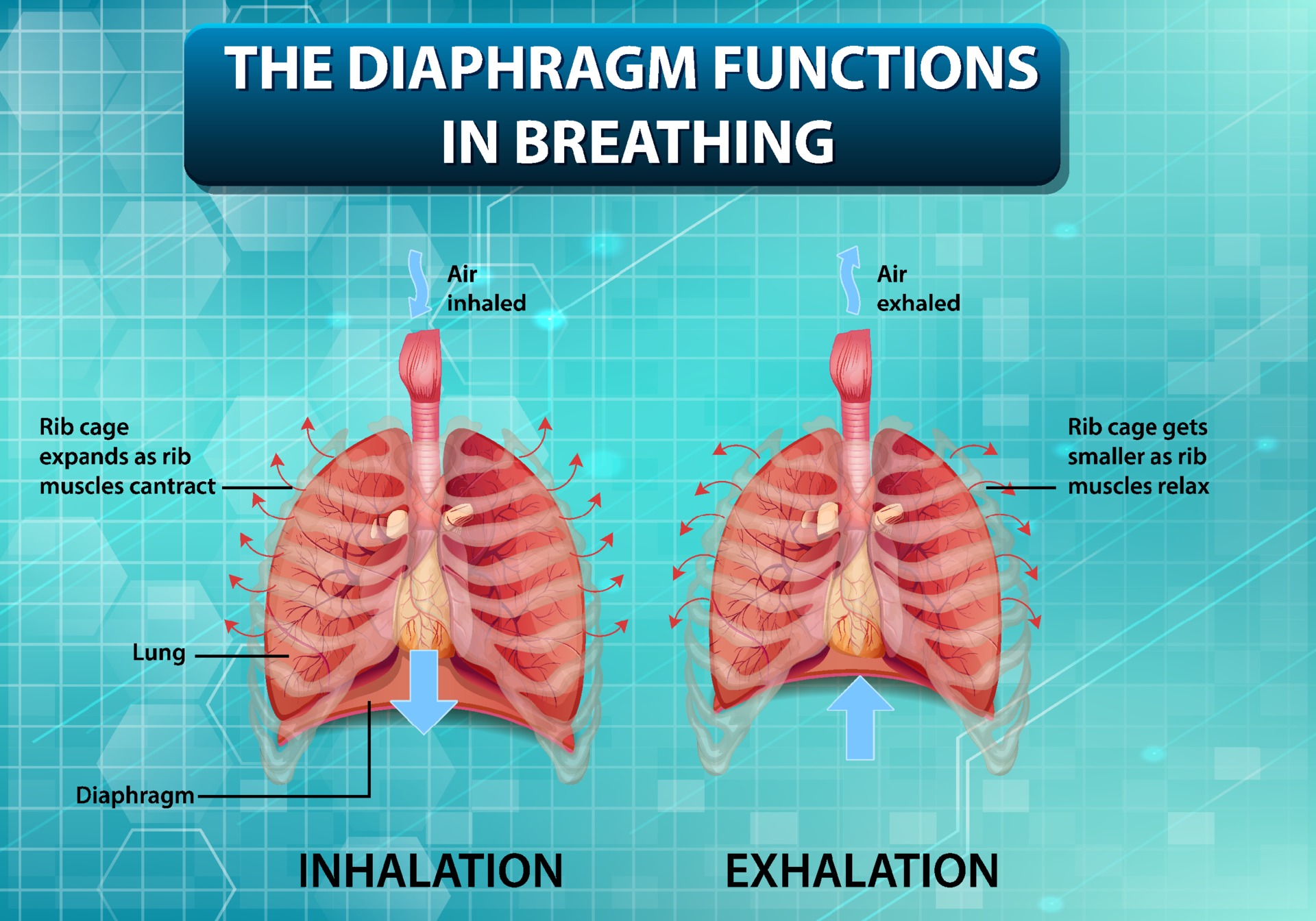 The diaphragm functions in breathing 1962615 Vector Art at Vecteezy