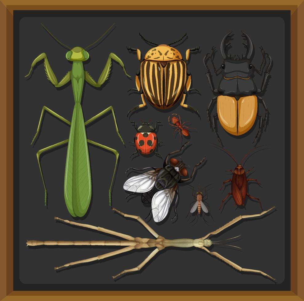 Conjunto de diferentes insectos en el fondo del marco de madera vector