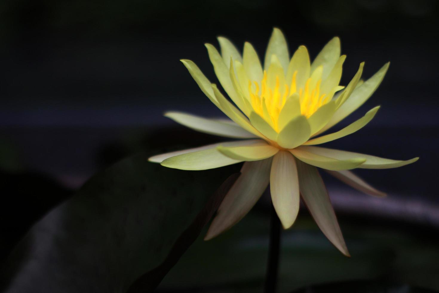 Nenúfar amarillo sobre fondo oscuro foto