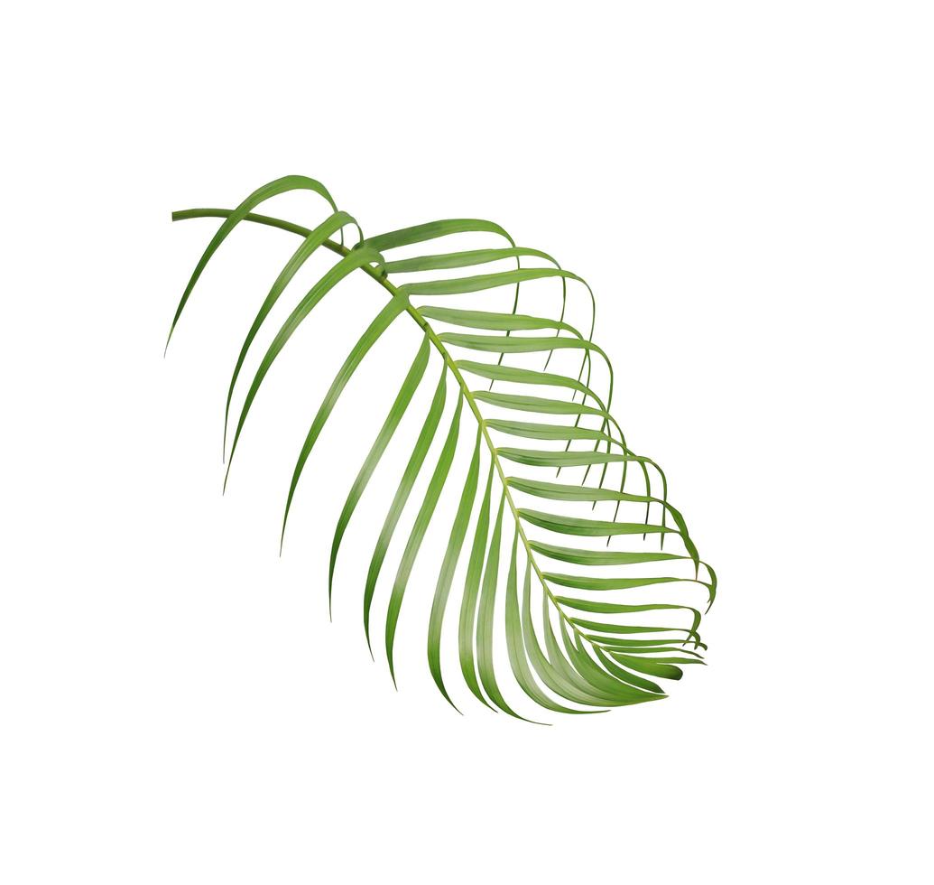 Vibrant palm tree leaf photo