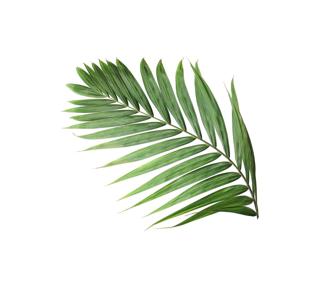 Monstera Leaves Stock Photos, Images and Backgrounds for Free Download